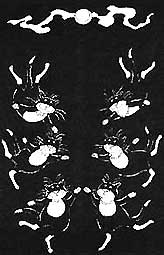 Jellicle Cats are black and white!