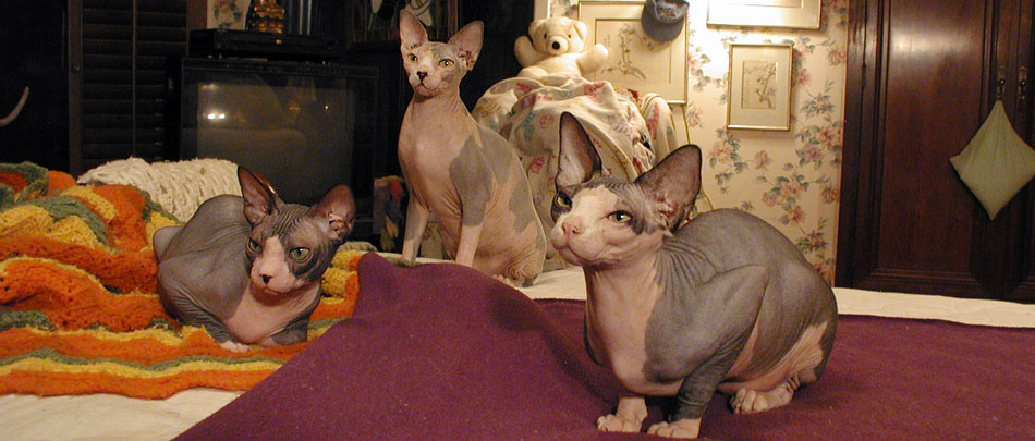Sphynx Trio