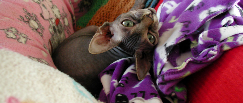 Zoe