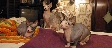 Sphynx Trio