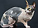 Nutrition in Sphynx Cats