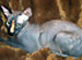 Feline Behavior Guidelines