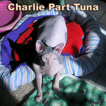 Autumn-Argus Charlie Part Tuna