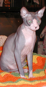 Alfie Sphynx Cat