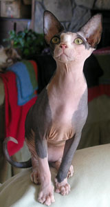 Anke Sphynx Cat