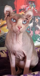 Capone — Elf Sphynx!