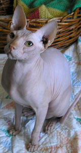 Creamora Sphynx Cat