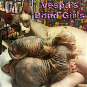 Sphynx Kittens