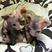 Sphynx Kittens