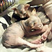 Sphynx Kittens