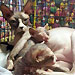 Sphynx Kittens