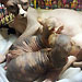 Sphynx Kittens