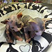 Sphynx Kittens