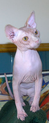 Tate Sphynx Cat