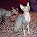 Photo-08