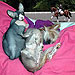 Photo-15