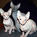 Photo-20