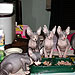 Photo-37