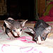 Photo-40