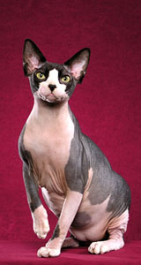Possum Sphynx Cat