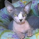 Theda