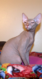 Sphynx Cat Regis