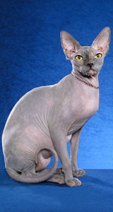 Scarlet Sphynx Cat