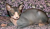 Sphynx