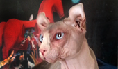 Elf Sphynx