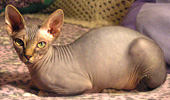 Sphynx