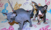 Sphynx