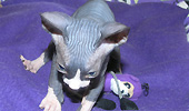Sphynx