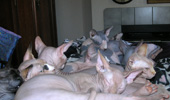 Sphynx